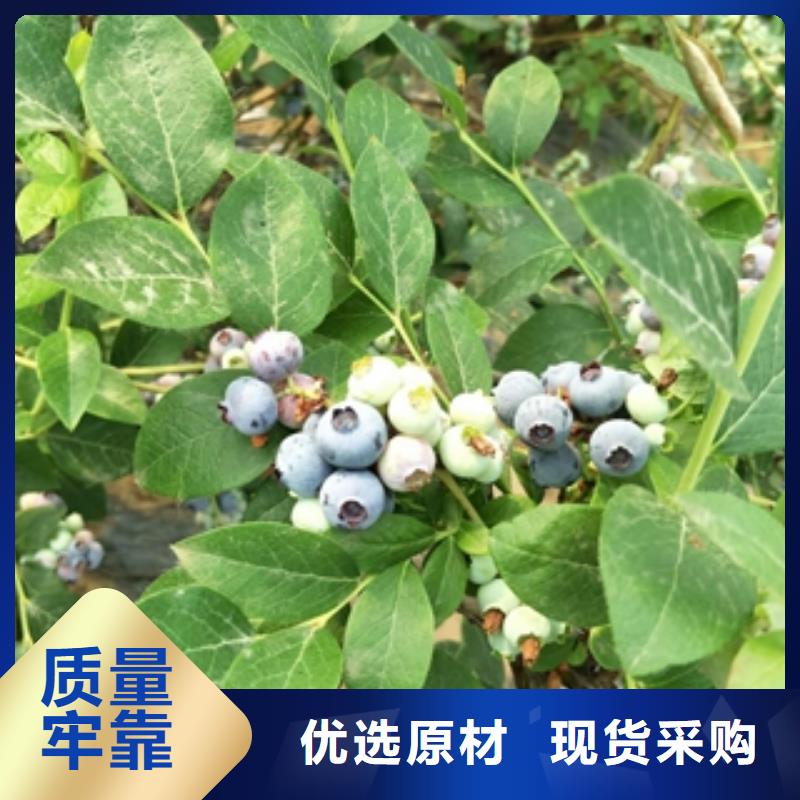 蓝莓苗,泰山景松造型景松敢与同行比服务本地供应商
