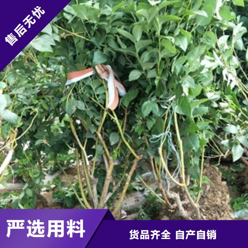 蓝莓苗树莓苗大厂生产品质工厂自营