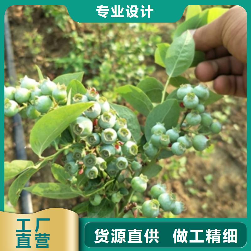 蓝莓苗-占地果树精工打造来图定制量大从优