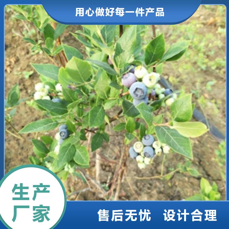 蓝莓苗-【钙果苗】工厂直销品质保障售后无忧