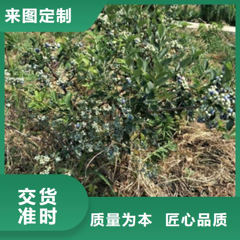 蓝莓苗国槐货源直供专业生产N年