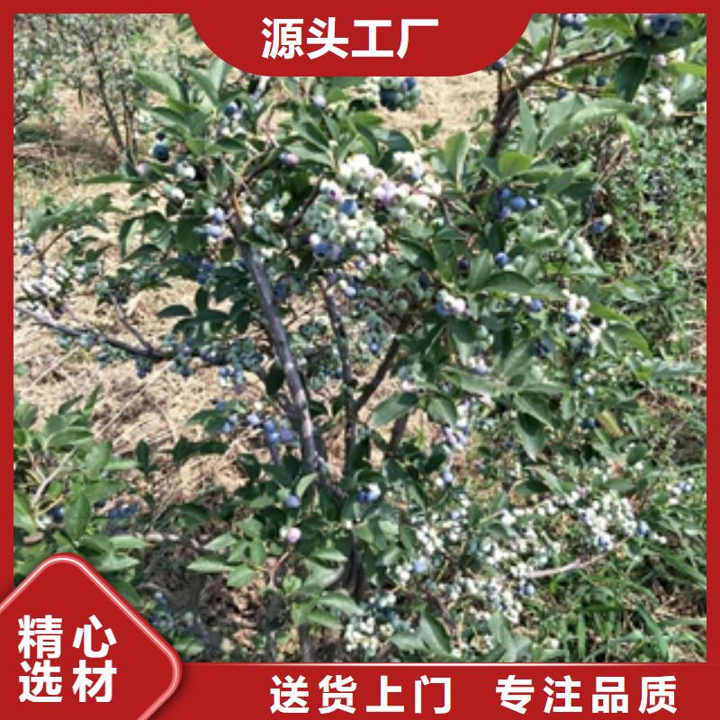 蓝莓苗【国槐】海量货源生产型