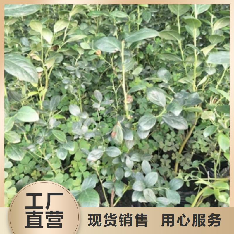 蓝莓苗绿化树绿化工程安心购同城经销商