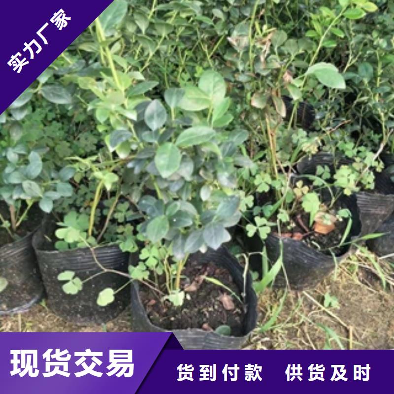 蓝莓苗钙果苗供货及时当地品牌