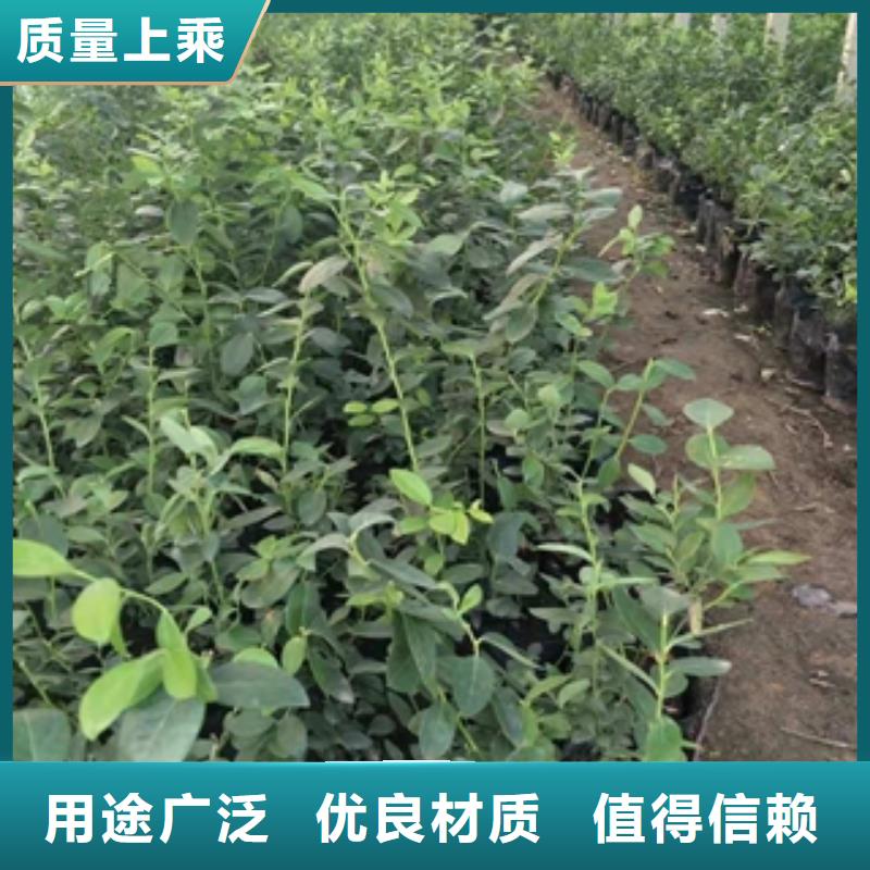 蓝莓苗泰山景松造型景松质保一年本地生产商