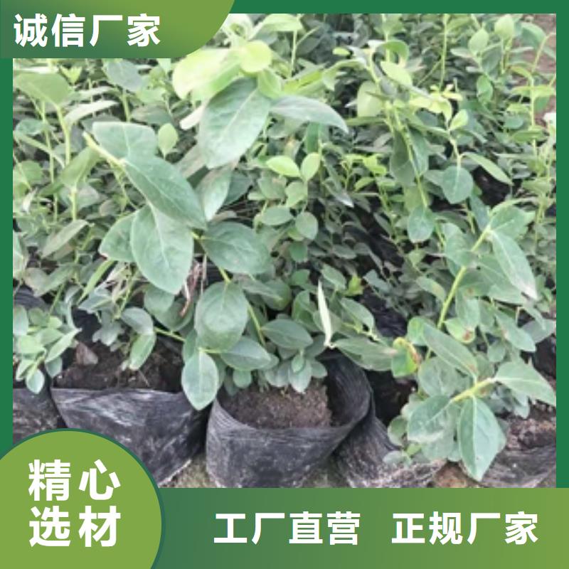 蓝莓苗核桃苗樱花苗长果桑树苗加工定制厂家直销省心省钱