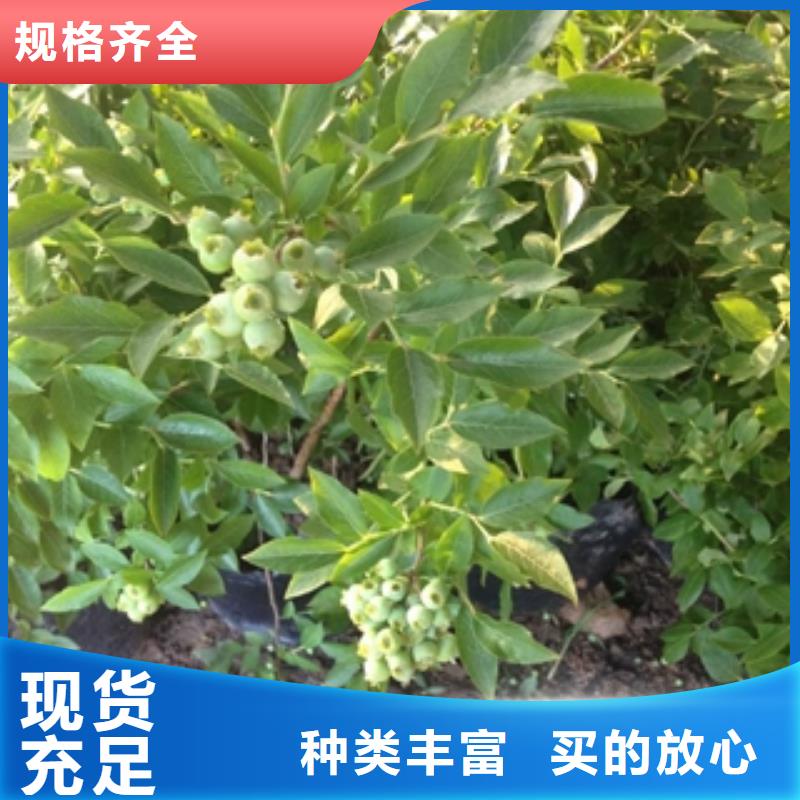 蓝莓苗占地果树货真价实实拍品质保障