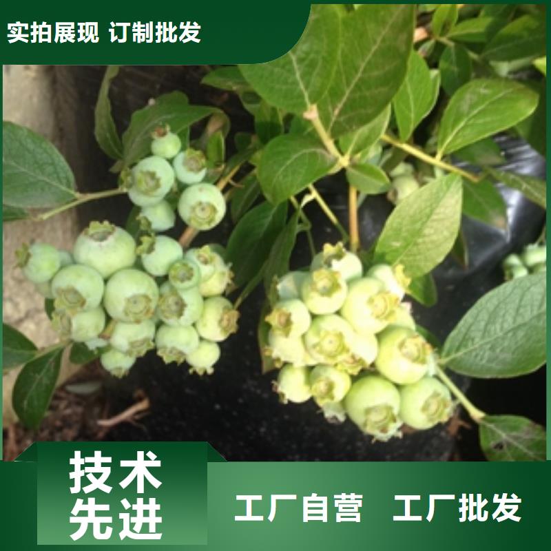 蓝莓苗核桃苗樱花苗长果桑树苗工厂直供当地制造商