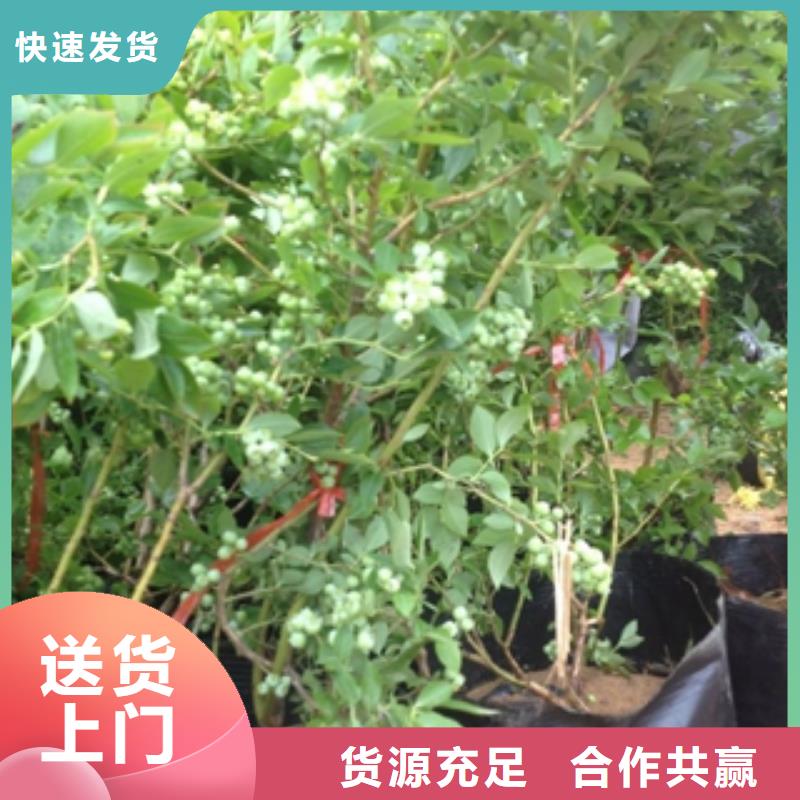 蓝莓苗_碧桃发货迅速量大从优