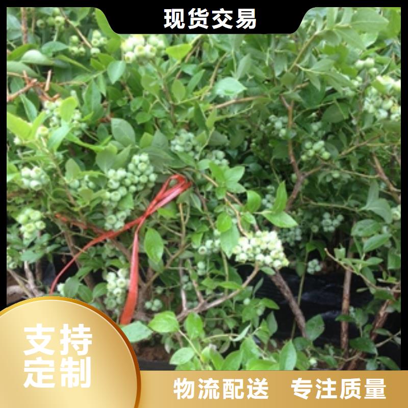 【蓝莓苗_钙果苗多种规格可选】同城公司