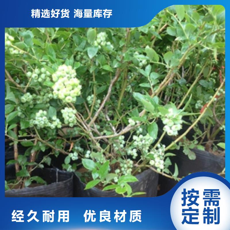 蓝莓苗国槐品质服务诚信为本同城生产商