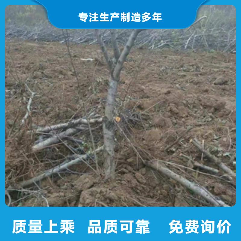 桃树占地果树产地批发按需设计