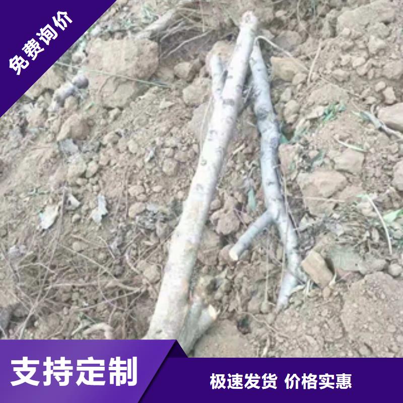 桃树泰山景松造型景松极速发货出厂严格质检