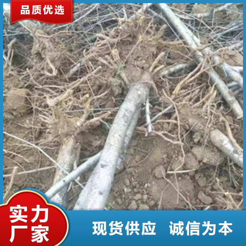 桃树蓝莓苗好货直供厂家现货供应