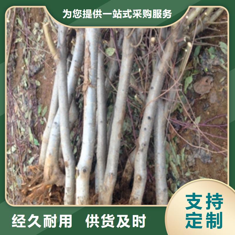 桃树占地果树免费回电厂家大量现货