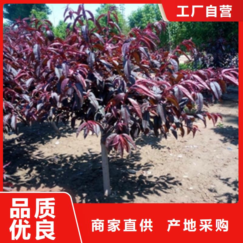 桃树_国槐精工细作品质优良本地供应商