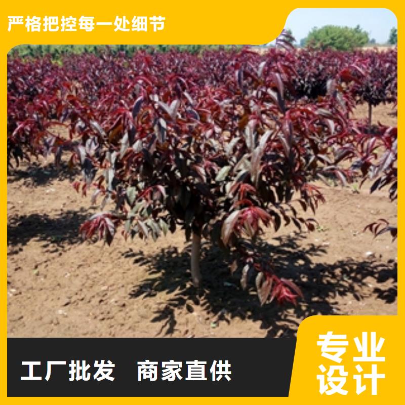 桃树占地果树支持定制专注细节更放心