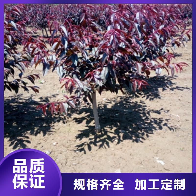 【桃树】泰山景松造型景松严格把控质量当地经销商