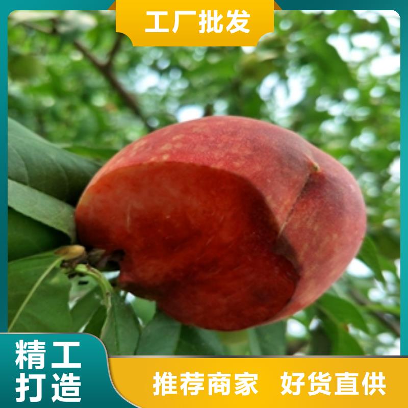 桃树碧桃厂家直销规格多样本地厂家