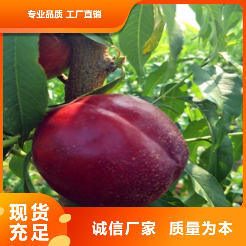 桃树_泰山景松造型景松多种场景适用本地公司