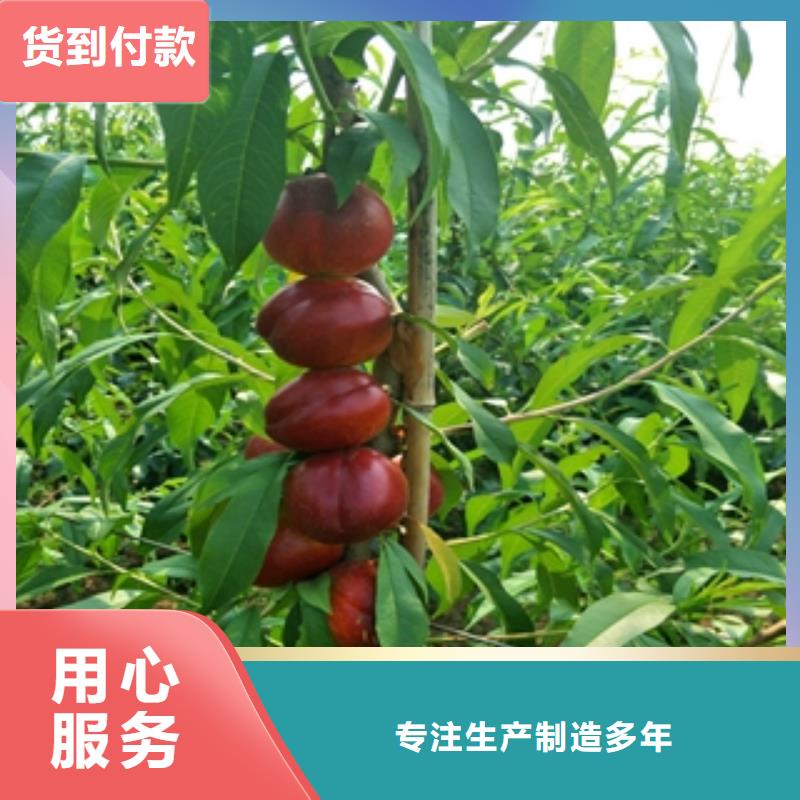 桃树核桃苗樱花苗长果桑树苗放心购品类齐全