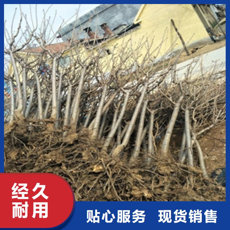 桃树樱桃苗好厂家有担当一个起售