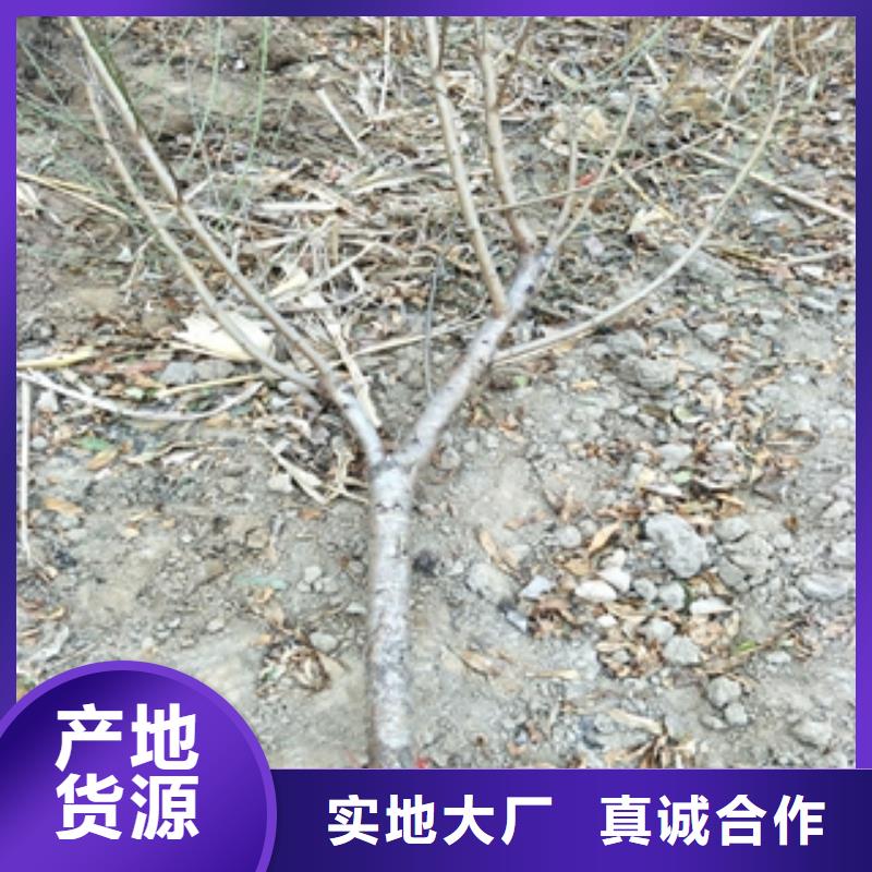桃树【樱桃苗】品牌专营支持加工定制