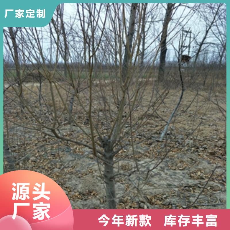 桃树_树莓苗可零售可批发本地配送