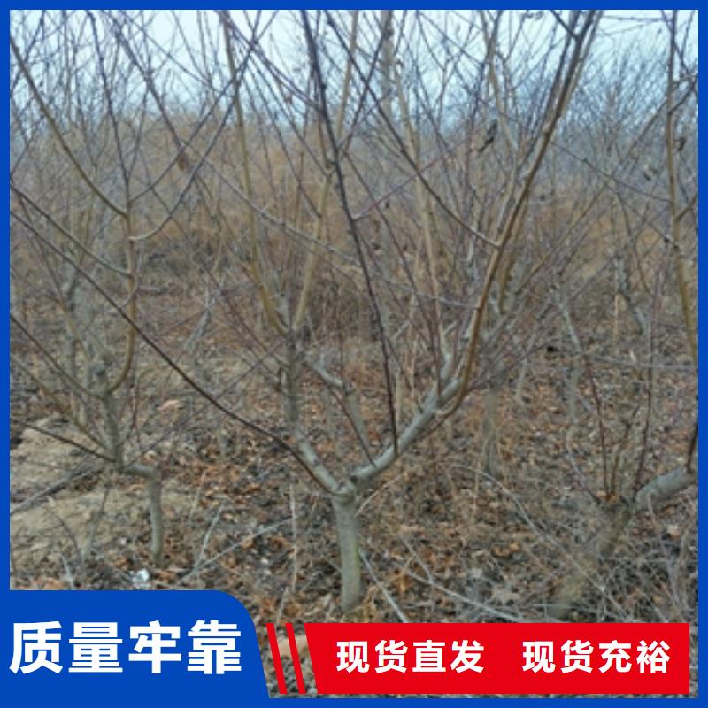 桃树国槐现货销售诚信商家