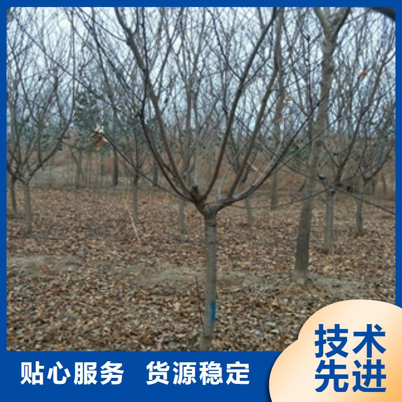 桃树_占地果树选择我们没错当地制造商