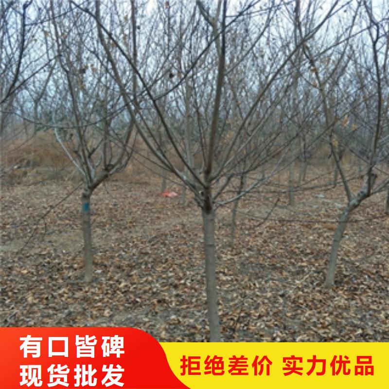 桃树占地果树适用场景同城货源