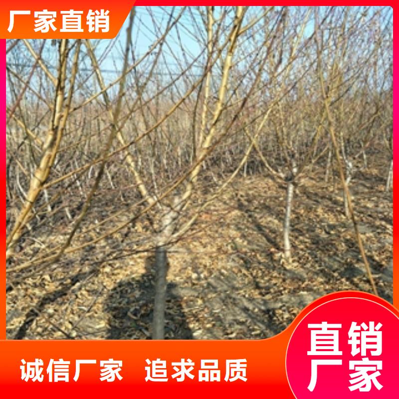 桃树_碧桃源厂定制好品质售后无忧