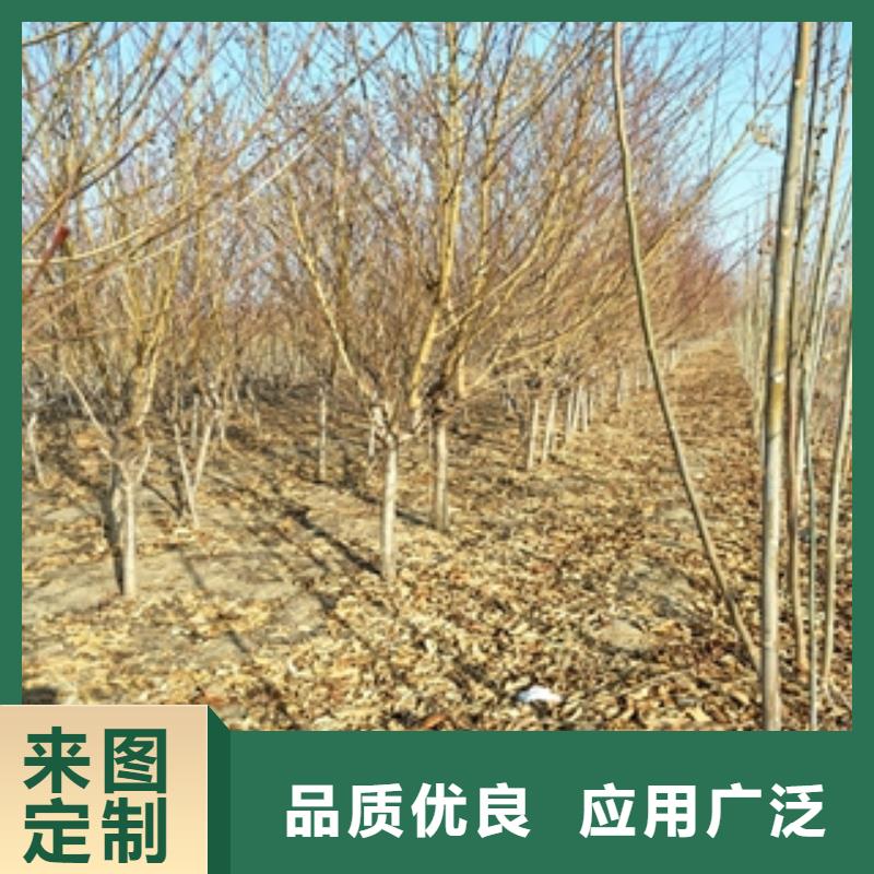 桃树_占地果树设备齐全支持定制厂家案例