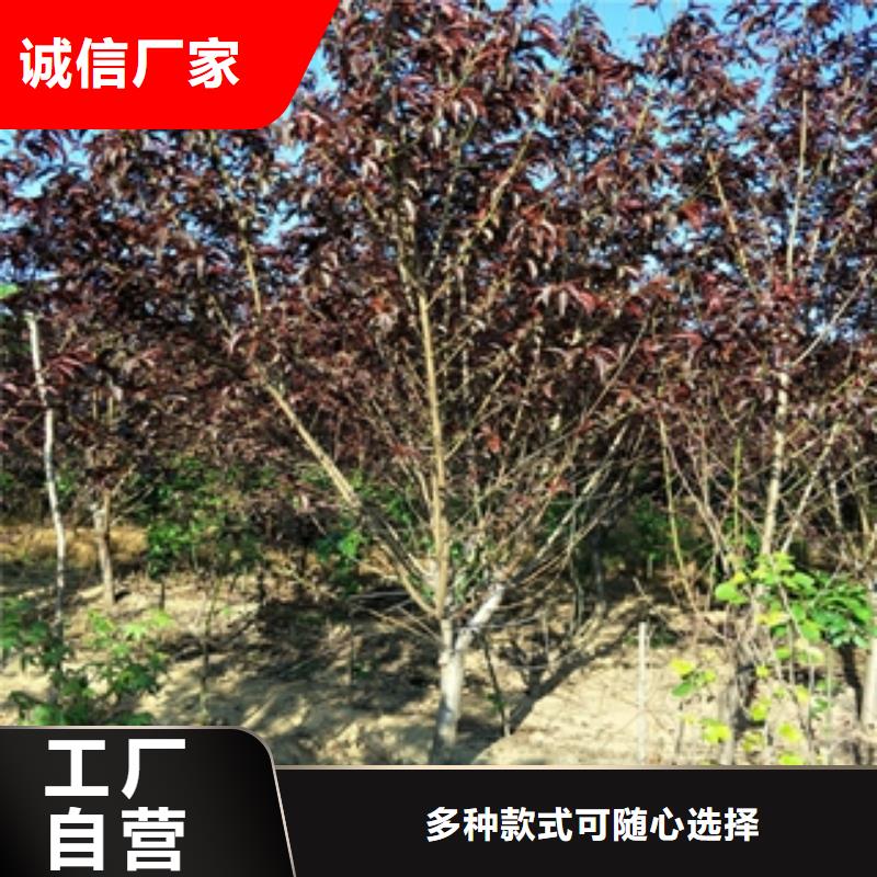 桃树钙果苗选择我们没错优质工艺
