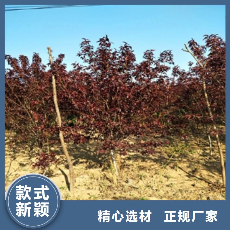 桃树-【樱桃苗】精选货源资质认证