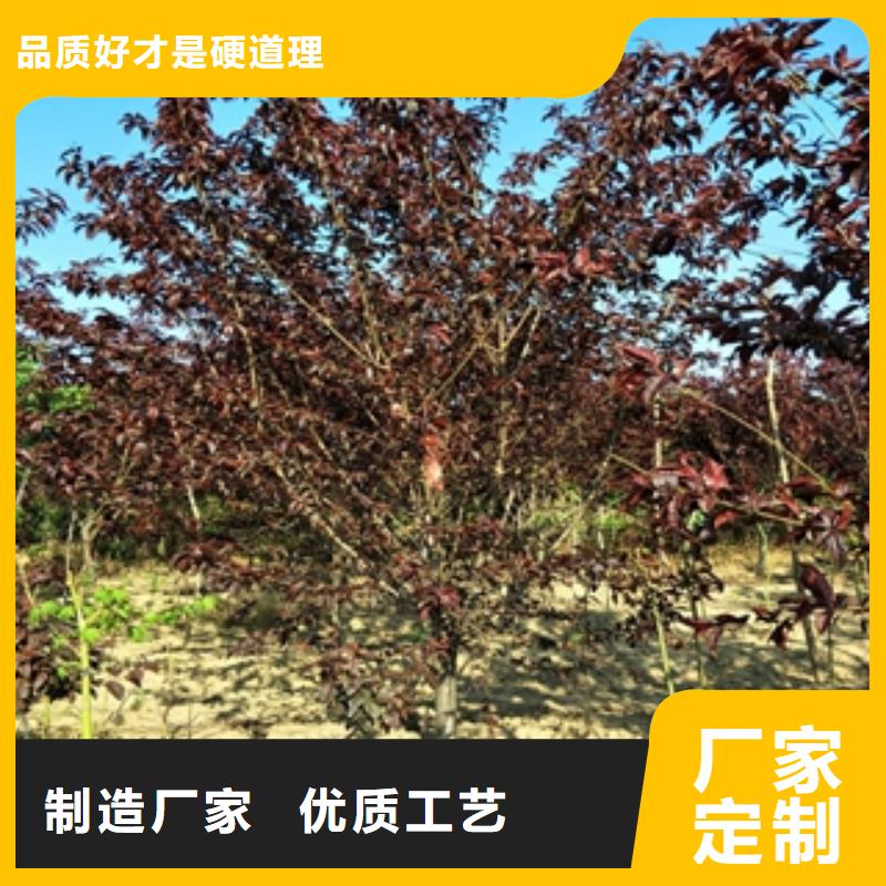 桃树绿化树绿化工程买的放心来图定制量大从优