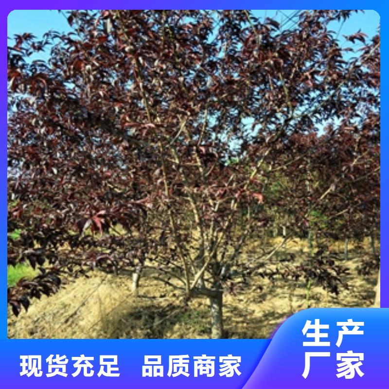 桃树核桃苗樱花苗长果桑树苗定制不额外收费同城品牌