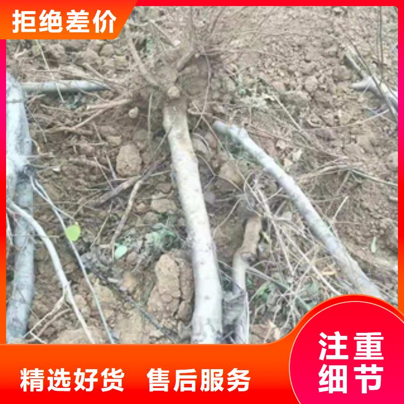 桃树占地果树严格把关质量放心同城服务商