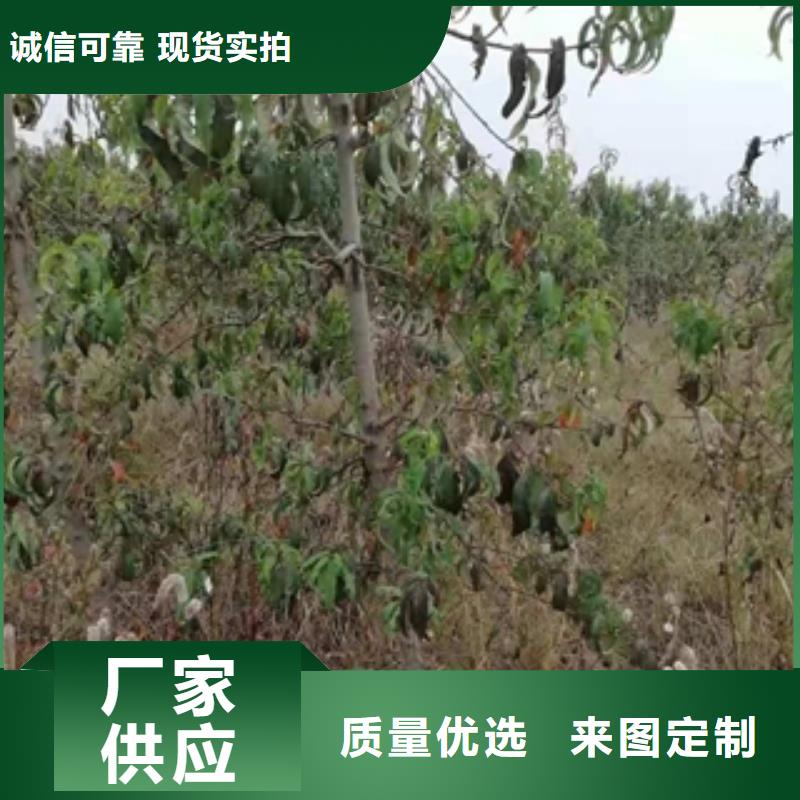 桃树蓝莓苗专业厂家本地生产厂家