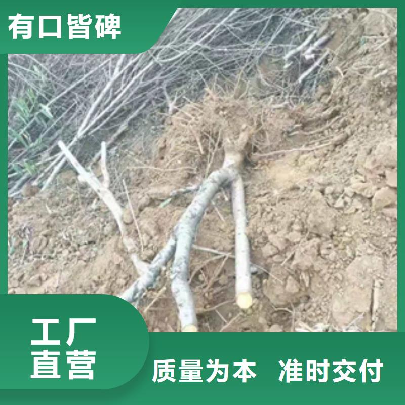 桃树,樱桃苗检验发货可定制有保障