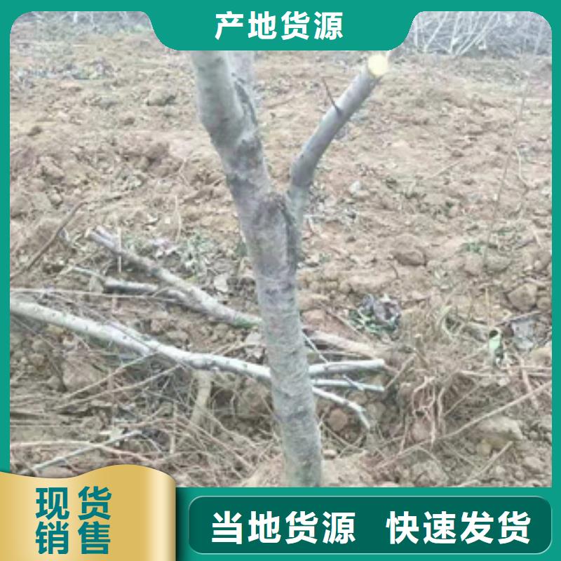 桃树樱桃苗海量库存本地公司