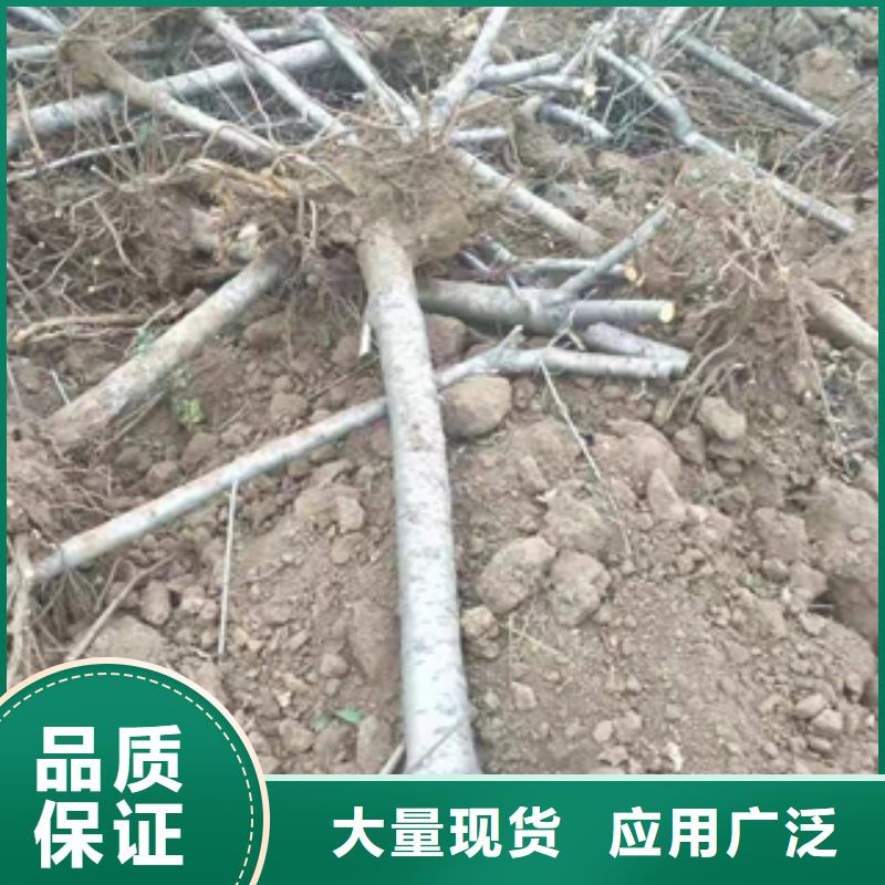 桃树_【绿化树绿化工程】采购诚信经营现货现发