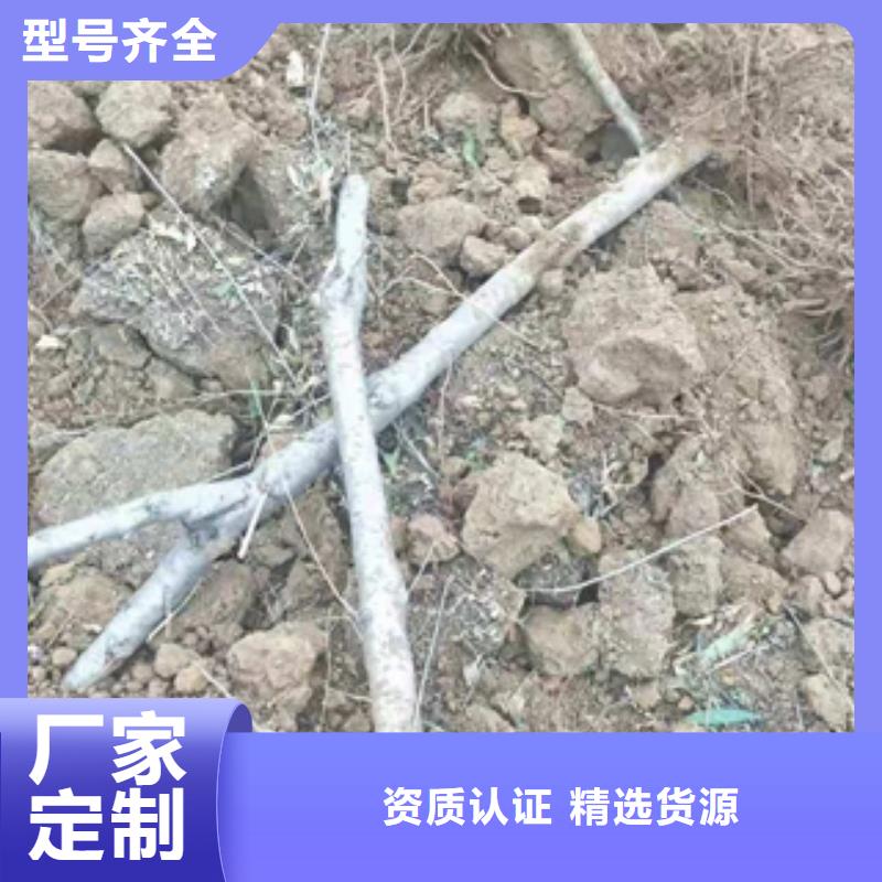 桃树-泰山景松造型景松专业设计本地经销商