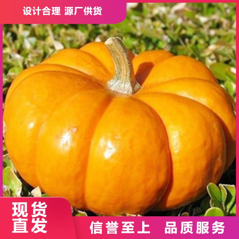 【南瓜丁】,羽衣甘蓝粉多种规格可选保障产品质量
