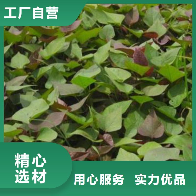 紫薯苗（绫紫）批发销售本地经销商