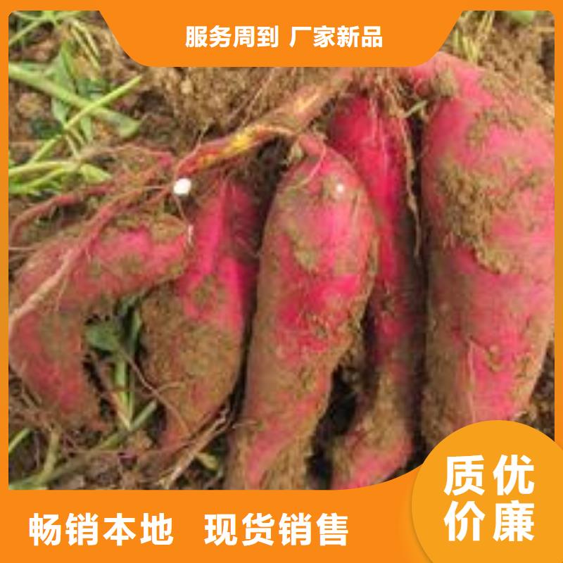 紫薯苗胡萝卜粉品质无所畏惧厂家直销规格多样