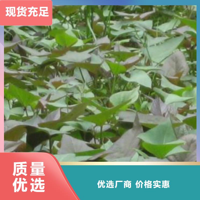 紫薯种苗批发销售本地服务商