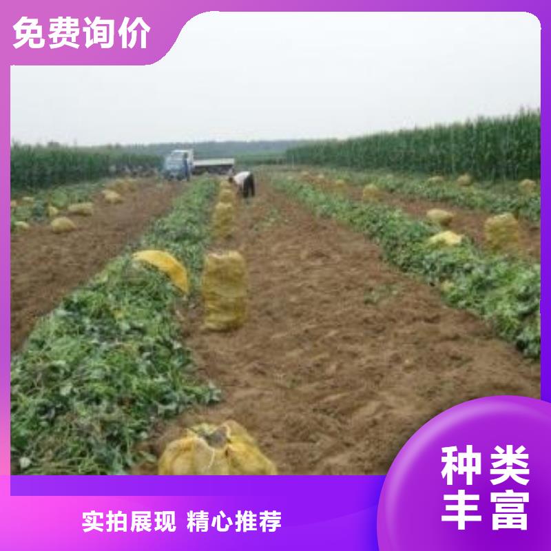 紫红薯苗电话同城供应商