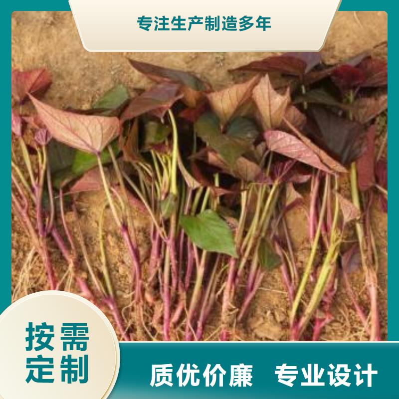 脱毒紫薯苗图片本地货源