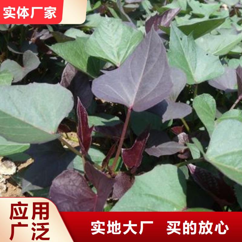 【紫薯苗】南瓜粉实力雄厚品质保障当地制造商